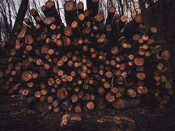 Stack of logs in forest