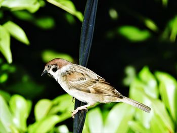 Close-up of bird perching on branch