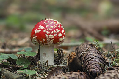 Close-up of mushroom growing on field