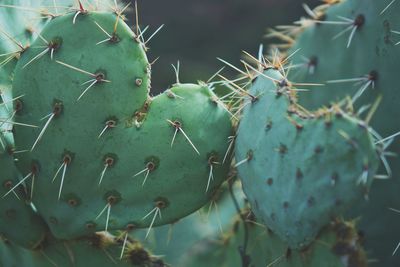 Close-up of prickly pear cactus