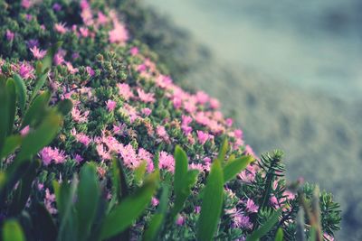 Close-up of pink flowering plant