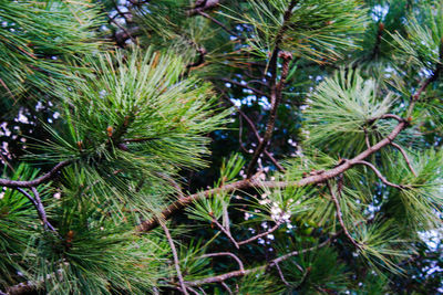 Close-up of pine tree branch