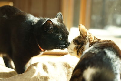 A black cat meets a tabby cat
