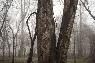 Bare trees in forest