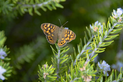 Close-up of butterfly pollinating on flower