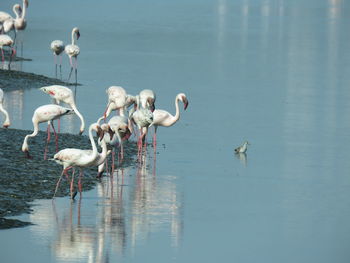 Birds in a lake