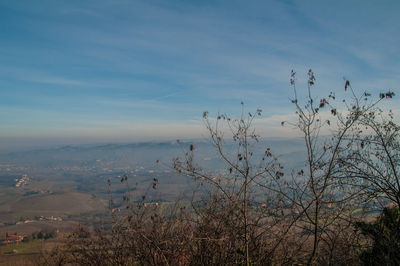 Plants growing on land against sky