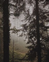 Pine trees in forest