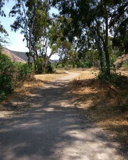 Dirt road along trees and plants