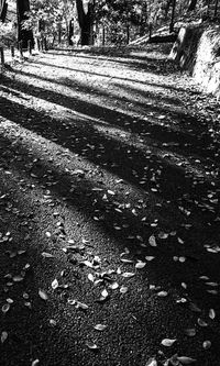 Footpath amidst trees