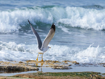 Low angle view of seagull on beach