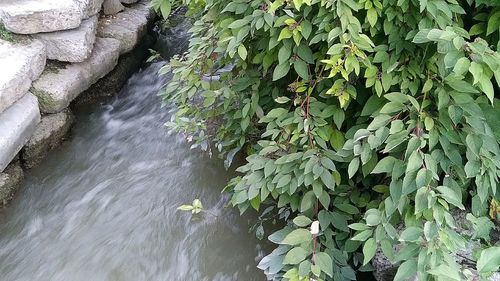 Plants growing in water