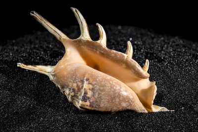 conch