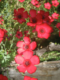 Close-up of red flowers