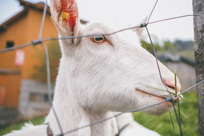 Close-up of goat outdoors