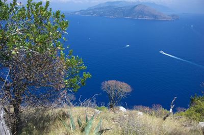 High angle view of sea and trees