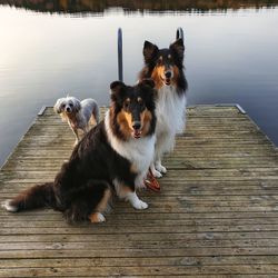 View of a dog on pier