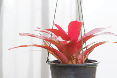 Close-up of red flowers against white background