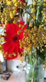 Close-up of red flowering plant