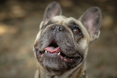 Close-up of a dog looking away