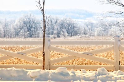 Close-up of snow covered trees against sky