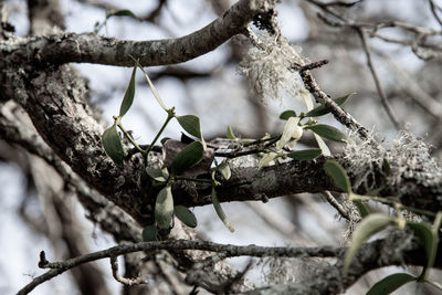 Close-up of snow on branch