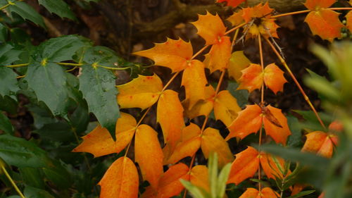 Close-up of leaves