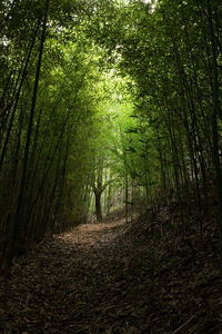 View of trees in forest