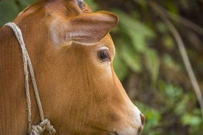 Close-up of a horse