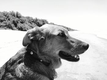 Close-up portrait of dog