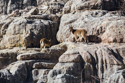 Ibexes on rock formation