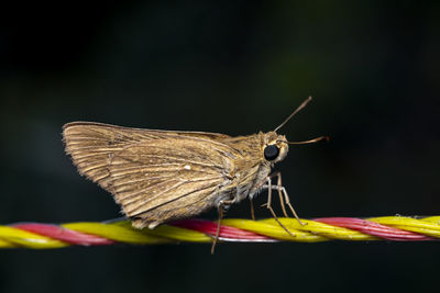 Close-up of butterfly on flower against black background