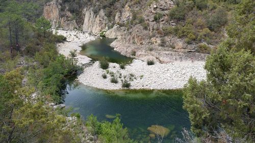 High angle view of river amidst trees