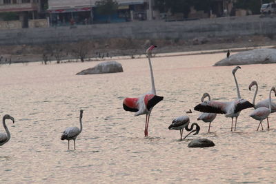 Flock of birds in the lake