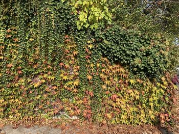 Full frame shot of ivy growing on field