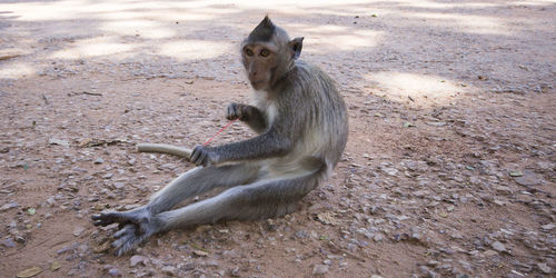 Monkey pulling rubber band while sitting on road