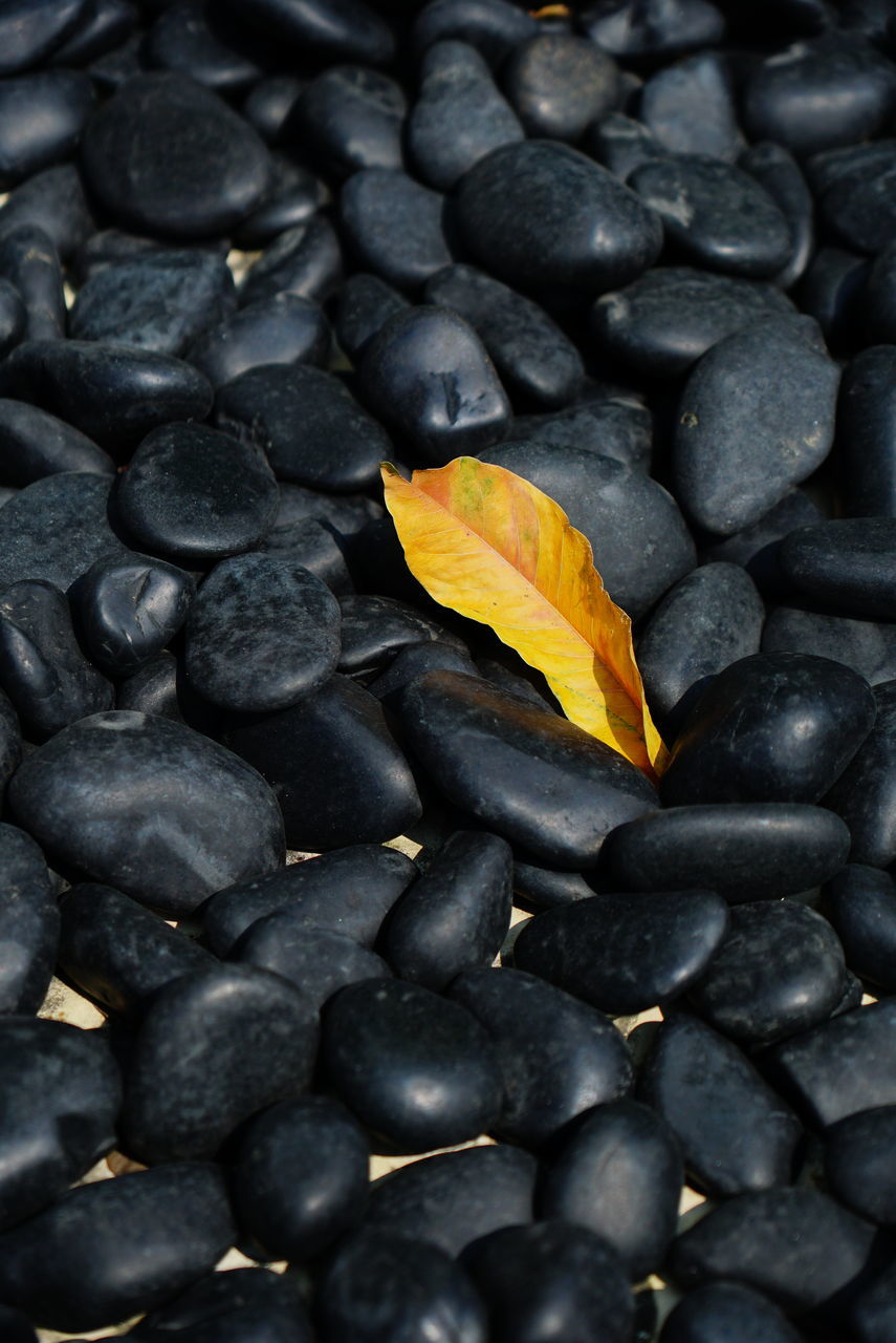 full frame, close-up, leaf, no people, backgrounds, plant, nature, abundance, large group of objects, soil, flower, rock, black, macro photography, gray, produce, plant part, outdoors, directly above, high angle view, food, textured, beauty in nature, day