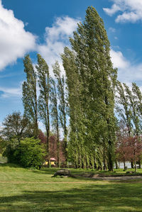 Trees growing on field against sky