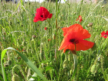 Close-up of red poppy in field