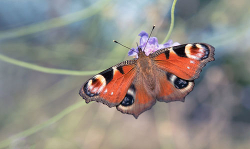 Close-up of butterfly perching on leaf