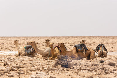 Horses in a desert