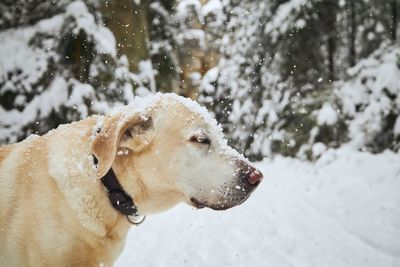 Dog looking at snow