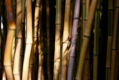 Full frame shot of bamboo in forest