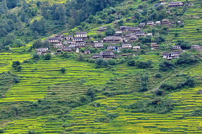 High angle view of rice paddy