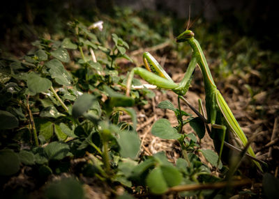 Close-up of green leaves on plant