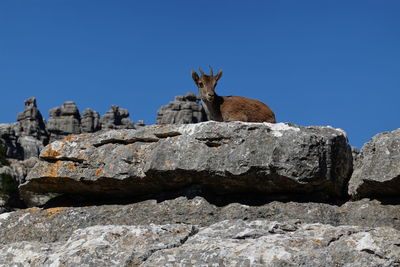 Low angle view of animal on rock against clear blue sky