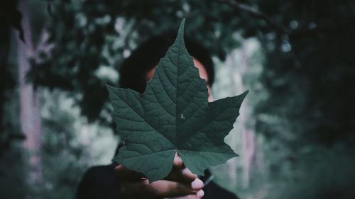 Close-up of maple leaf