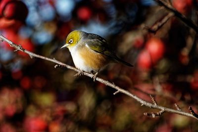 Silvereye or waxeye