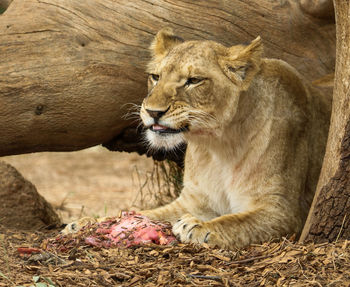 Close-up portrait of lion