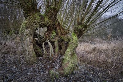 Trees growing in forest